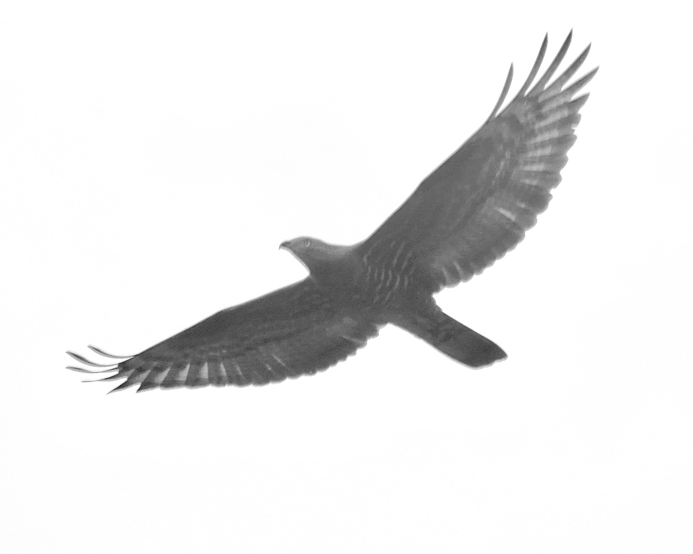 honey buzzard